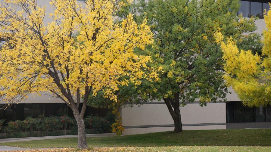 Two trees across from the Branson Library.