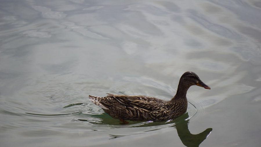 A duck enjoying a swim.