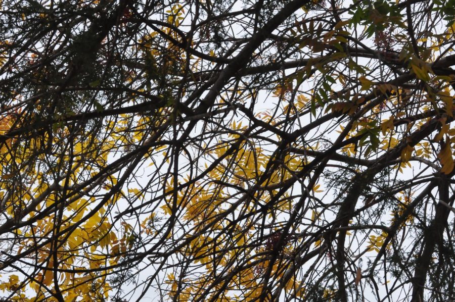 Bits of yellow from Fall remain on this tree.