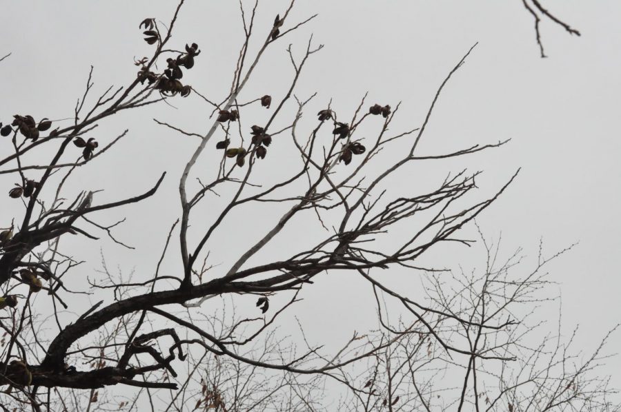 A bare tree branch reaching towards a grey sky.