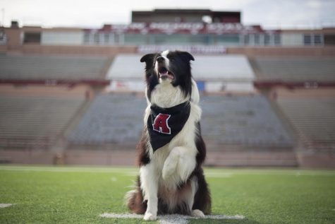 New Mexico's goodest boy poses on the field of his second home, the Aggie Memorial Stadium.