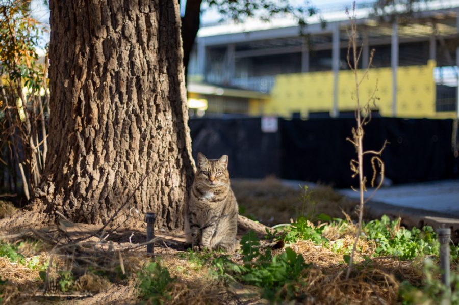The feral cat population on the NMSU campus has decreased from around 250 to 40 since 2002.