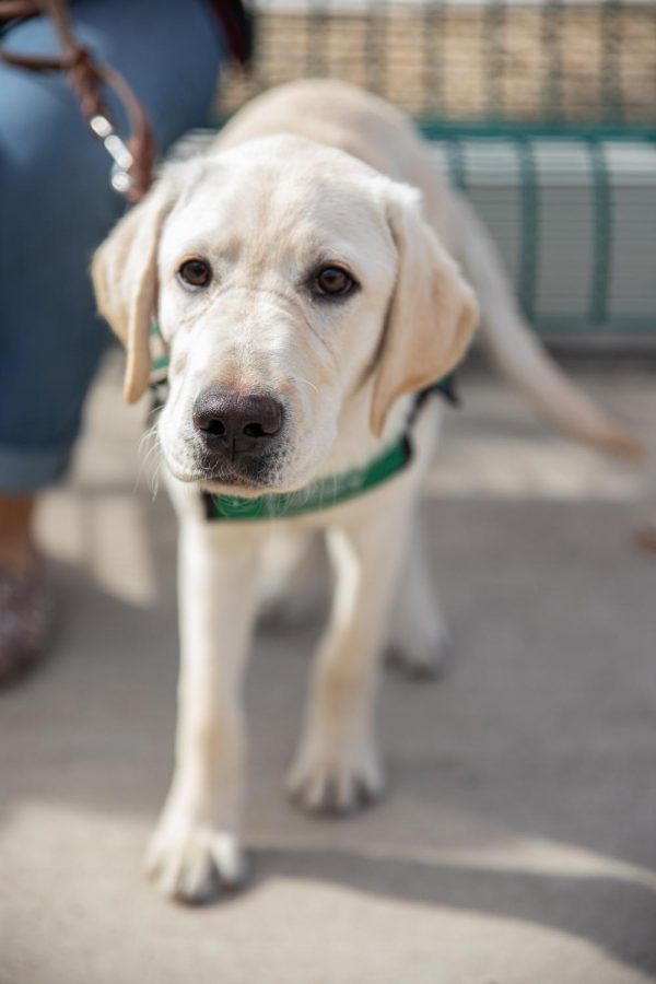 Scooby, a yellow labrador, is in training to be a guide dog for the blind. 