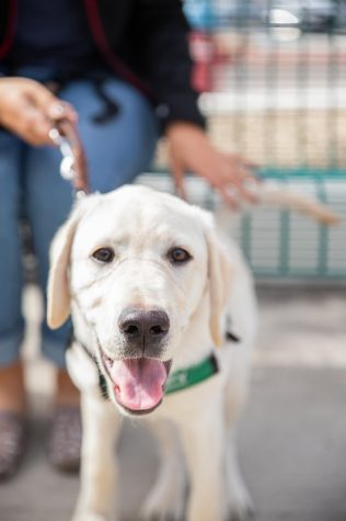 NMSU Community Puppy Raisers Club partners with non-profit to train seeing-eye dogs