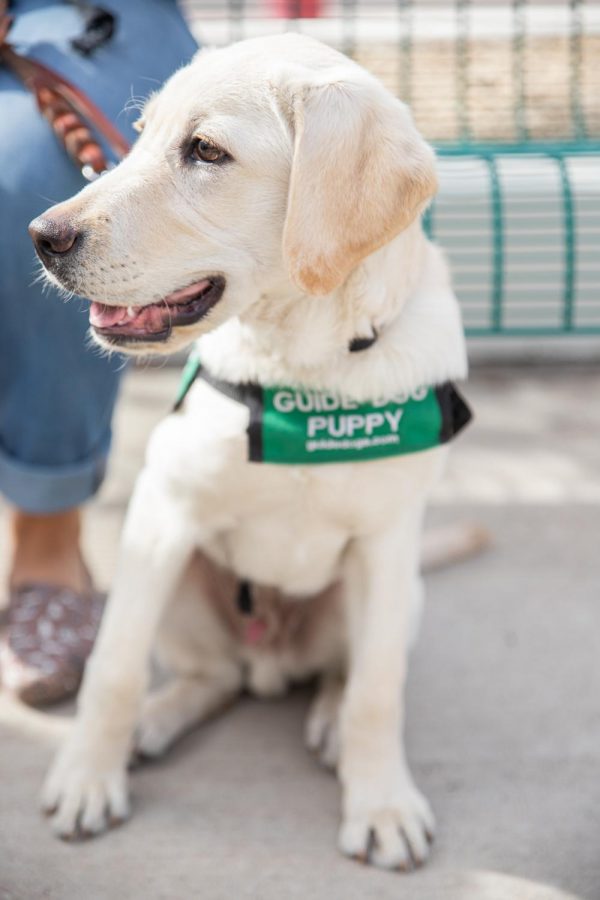 Scooby, a yellow labrador, is in training to be a guide dog for the blind. 