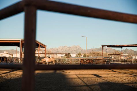 Concern surfaces for NMSU livestock amid COVID-19 restrictions