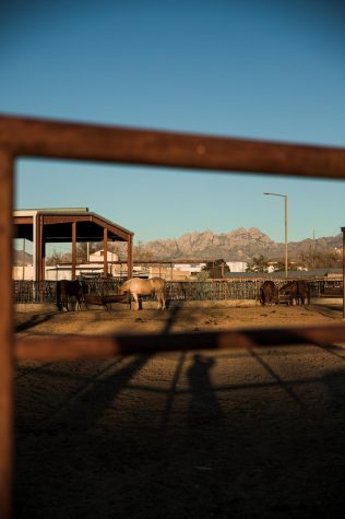NMSU College of ACES receives grant supporting sustainable beef production research