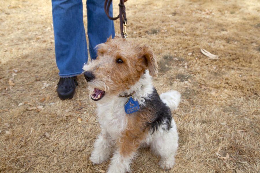 Samson is a terrier owned by Dr. Gaylene Fasenko, director of the Guide Dogs for the Blind NMSU Community Puppy Raisers.