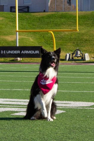 Meet Wave: NMSU newest edition to the Wonder Dog tradition