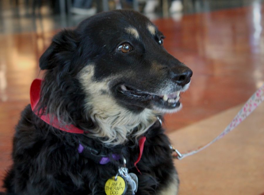 Tony the therapy dog visits NMSU to help students with stress. Date taken: April 6, 2022.