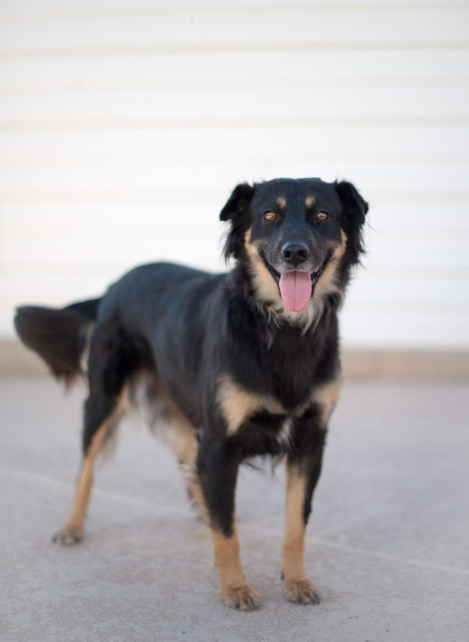 Tony+the+therapy+dogs+visit+NMSU+to+helps+relieve+stress+as+students+enter+finals+weeks.