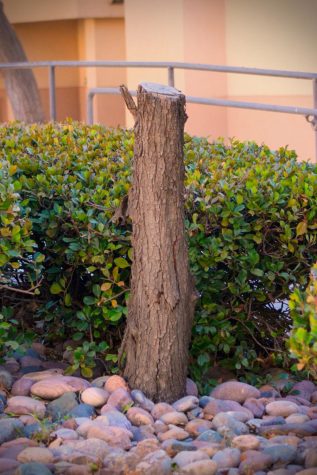 Ecosystem disruption: Why trees are being removed around NMSU’s campus