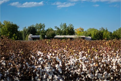 A photographed working cotton field part of the Small Village New Mexico Project.  Photo courtesy of Nathaniel Bitting, a contributing student.