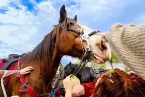 Renaissance Arts Faire attendants had the opportunity to pet the horses of jousters. Nov. 3, 2024. 