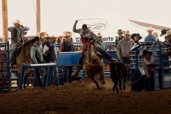 A calf roper from Cochise College starting in the box during the Tiedown event. April 11, 2026.