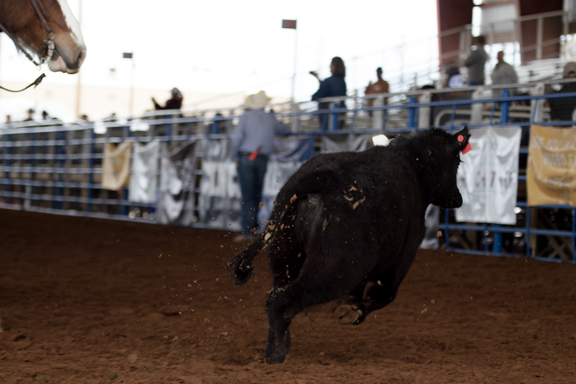A running calf plots its getaway in vain. April 11, 2026.