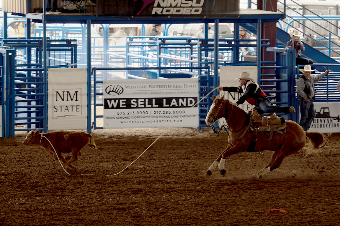 Un vaquero del Cochise College desmonta mientras enlaza un ternero en el evento Tiedown. 11 de abril, 2026.