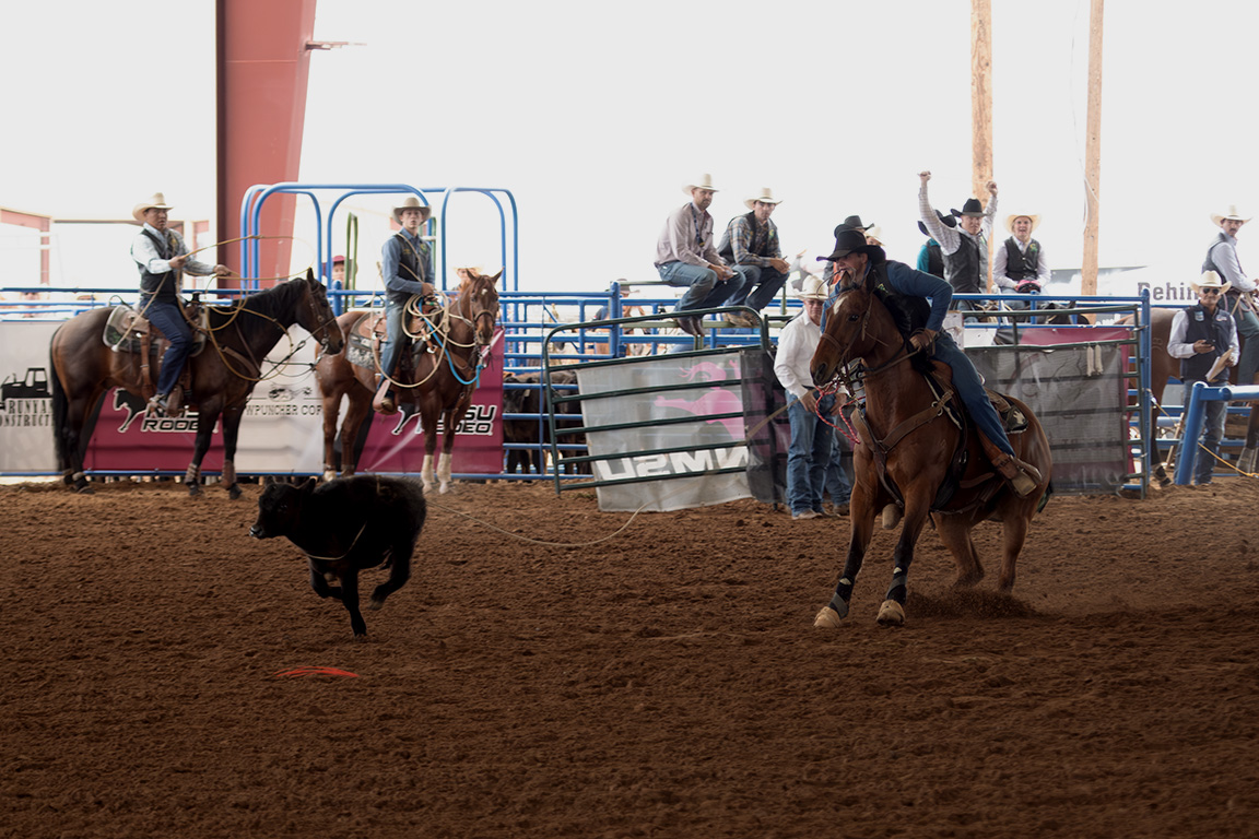 Un vaquero del Cochise College desmonta mientras enlaza un ternero en el evento de Tie Down. 11 de abril, 2026.